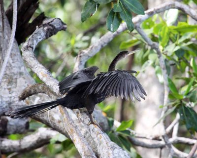 Anhinga
