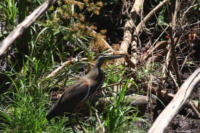 Bare-Throated Tiger-Heron