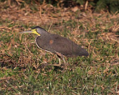 Bare-throated Tiger-heron