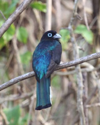 Black-Headed Trogon