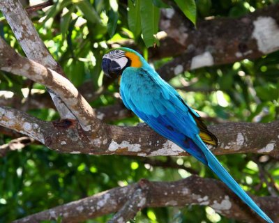 Blue-and-Yellow Macaw