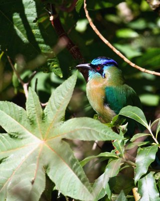 Blue-crowned Motmot