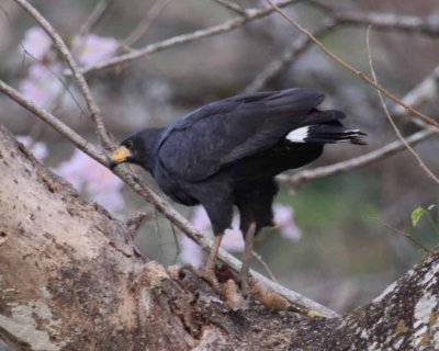 Common Black-hawk