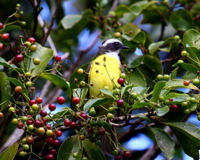 Great Kiskadee