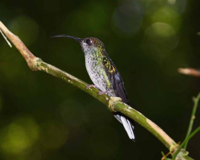Violet Sabrewing