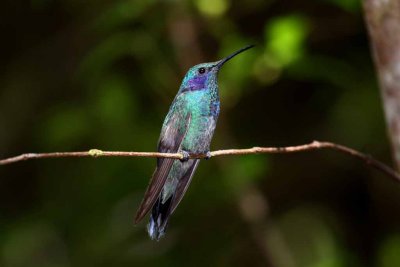 Green Violet-Ear