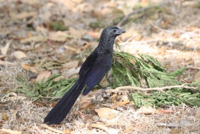 Groove-billed Ani