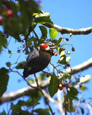 Hoffmann's Woodpecker