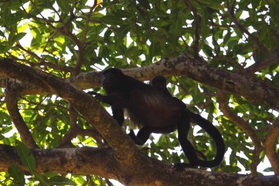 Howler Monkey