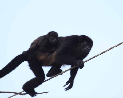 Be Careful Mom!  Howler Monkey