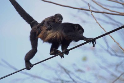 This is Scary - Howler Monkey