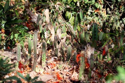Succulent Forest