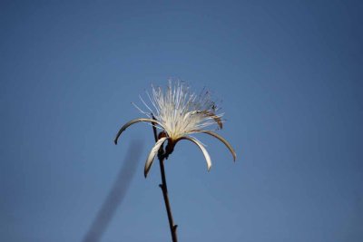Ephemeral