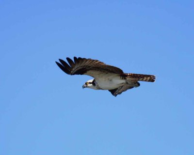 Osprey