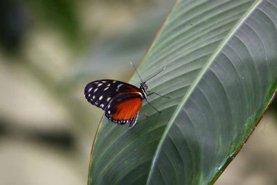 Winged Beauty