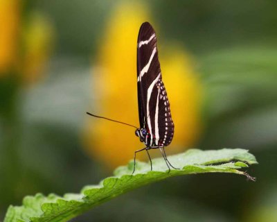 Winged Beauty (Heliconius sp)