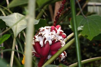 Red Banana Split