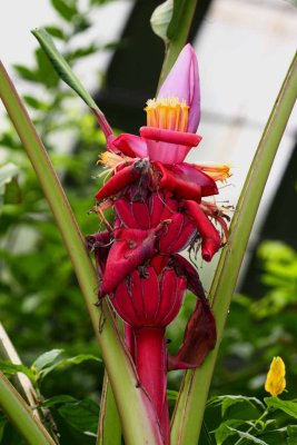 Red Banana