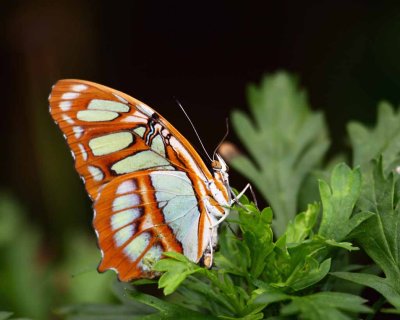 Winged Beauty (Malachite)