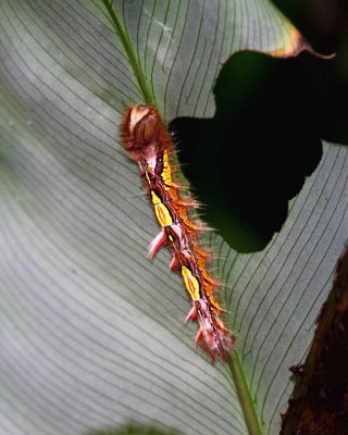 Inner Beauty