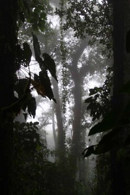 Vertical Beauty