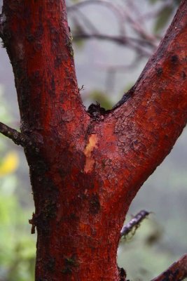 Bark Beauty