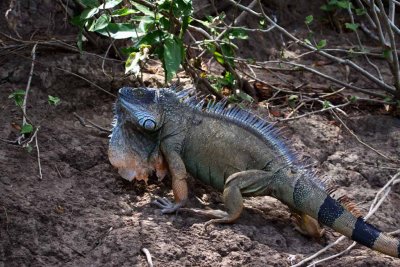 Iguana