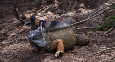Iguana