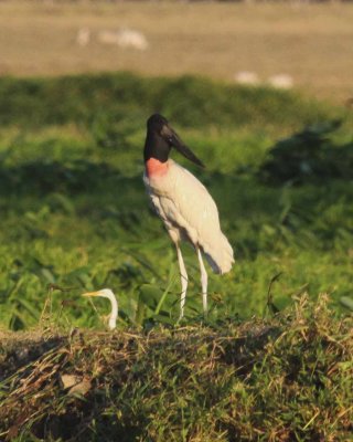 Jabiru