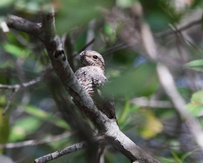 Lesser Nighthawk