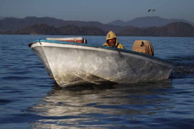 Nicoya Shrimper