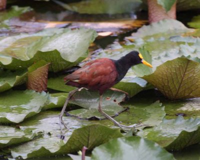 Northern Jacana