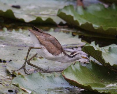 Northern Jacana