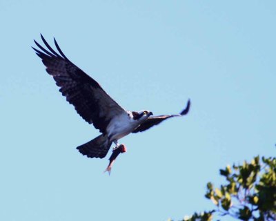 Osprey with Lunch