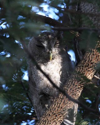 Pacific Screech Owl