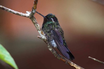 Purple-throated Mountaingem