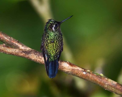 Purple-throated Mountaingem
