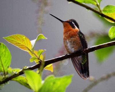 Purple-throated Mountaingem