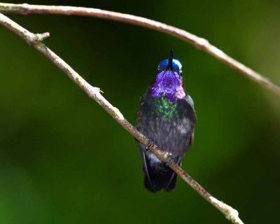 Purple-throated Mountaingem male