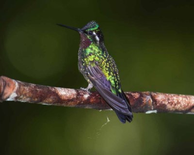 Purple-throated Mountaingem