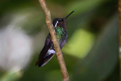 Purple-throated Mountaingem
