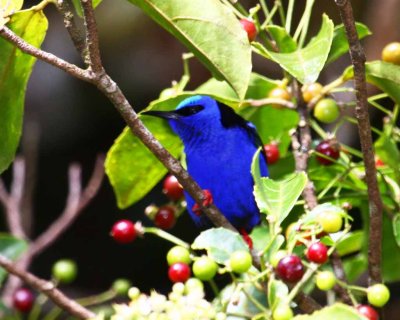 Red-legged Honeycreeper