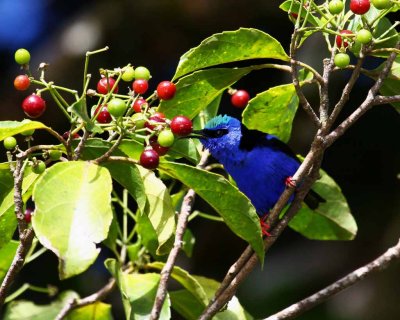 Red-legged Honeycreeper