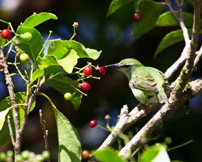 Red-legged Honeycreeper