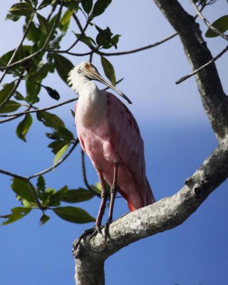 Roseate Spoonbill