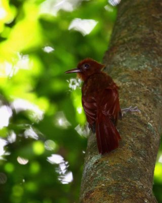 Ruddy Woodcreeper