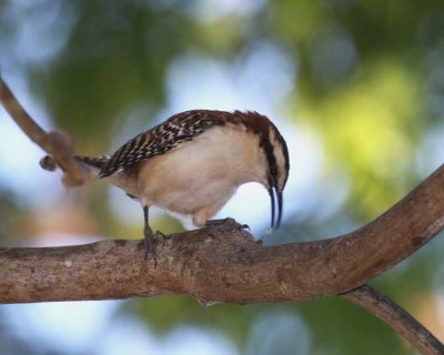 Rufous-naped Wren