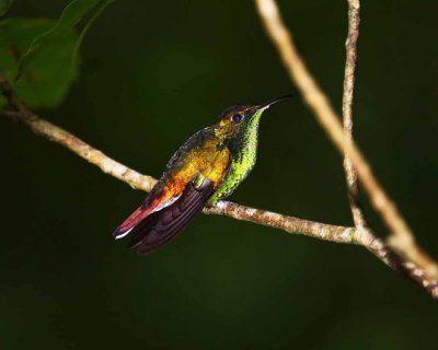Rufous-tailed Hummingbird