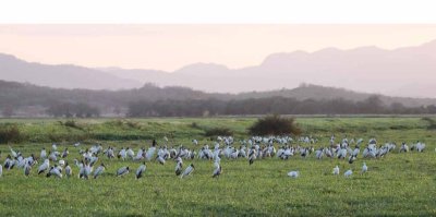 Rancho Solimar Sunset with Wood Storks
