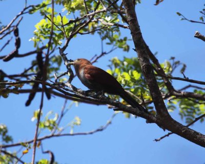Squirrel Cuckoo